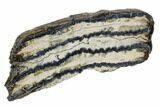 Mammoth Molar Slice With Case - South Carolina #106552-2